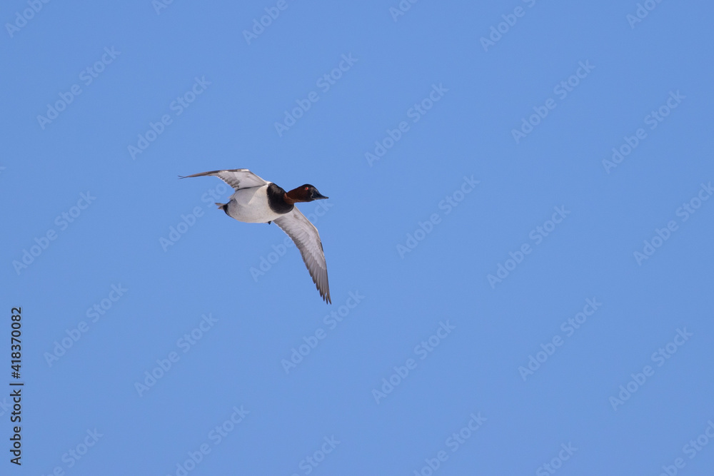 canvasback duck in flight with clear blue sky. canvasback duck in flight with clear blue sky.