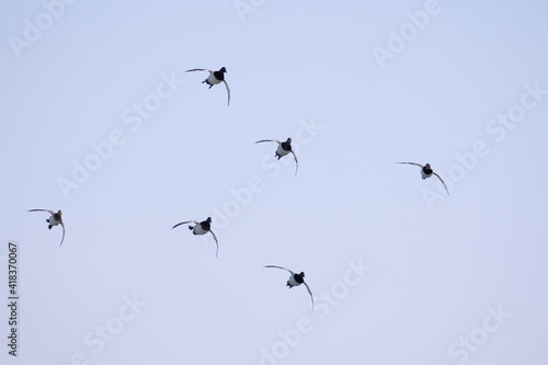 flock of canvasback ducks gliding in to a landing.