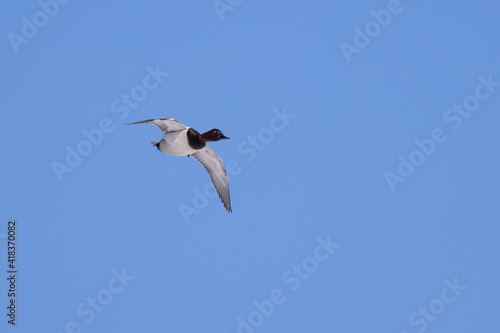 canvasback duck in flight with clear blue sky.