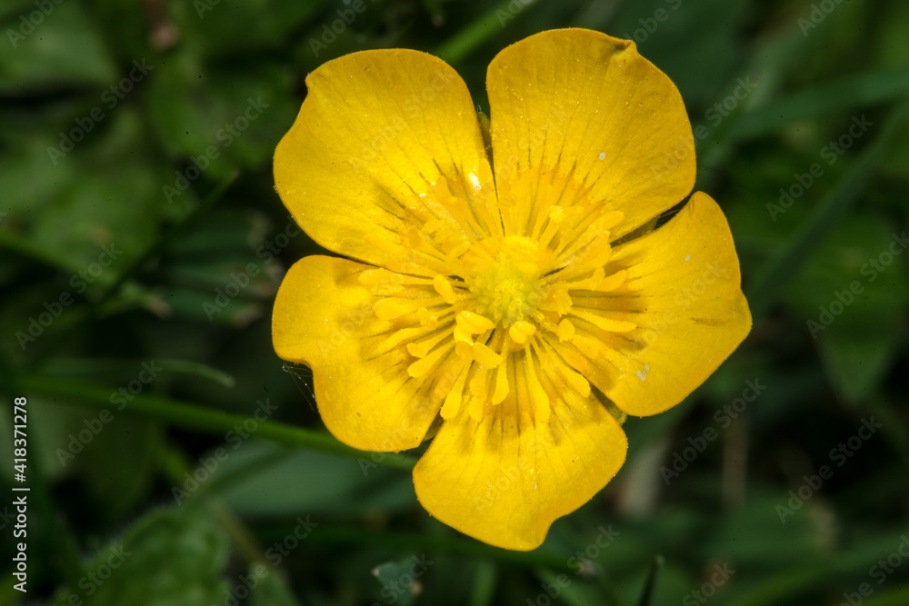 Meadow Buttercup (Ranunculus acris) Flower Meadow Buttercup (Ranunculus acris) Flower