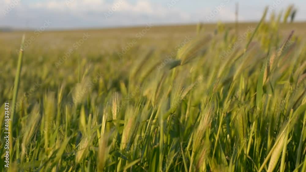 spikelets stir in the wind in the rays of sunset. soft selective focus. spikelets stir in the wind in the rays of sunset. soft selective focus.