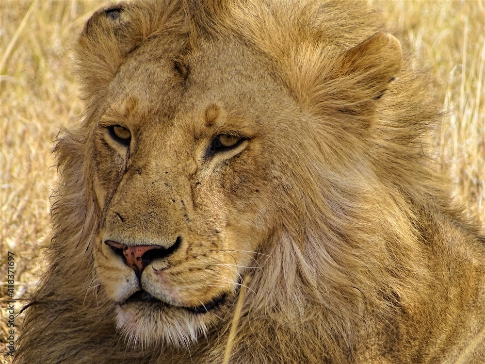 Lion in the Savannah of Serengeti, Tanzania