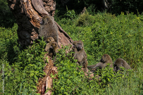 baboon sitting on a tree  in Tarangire national park, Tanzania © nadia