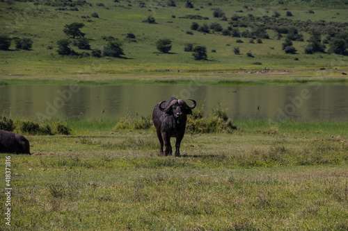 Buffalo in Tarangire national park, Tanzania 
