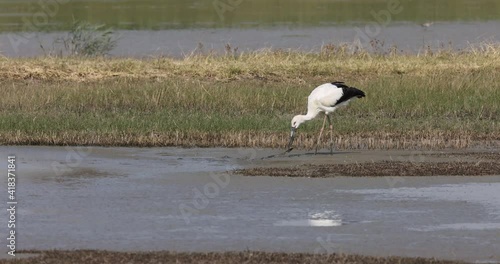 Oriental stork caught a Mangrove Water Snake from wetland