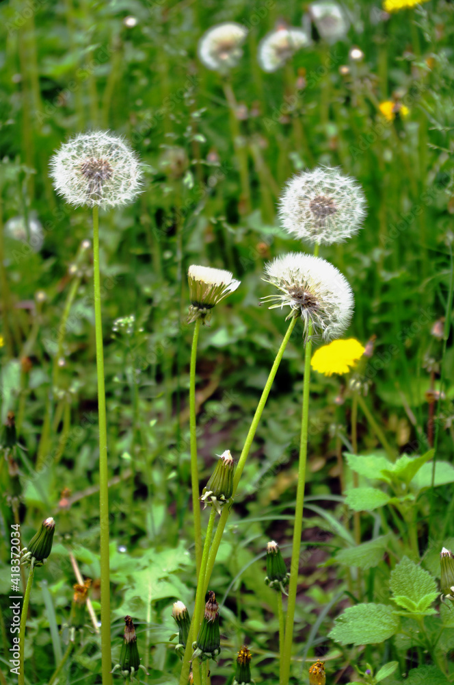Mellow and flowering dandelions on a fresh grass background Mellow and flowering dandelions on a fresh grass background