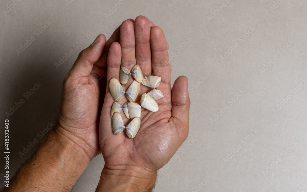 Shellfish and mussels from sea sand in the hands of a man on a gray background. Mention of care for animals and the ocean. Shellfish and mussels from sea sand in the hands of a man on a gray background. Mention of care for animals and the ocean.
