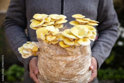фотографія Man holding mycelium substrate with golden oyster mushrooms, fungiculture at hom