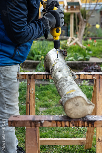 Billede på lærred Preparation of an beech tree stub for fungiculture and cultivation