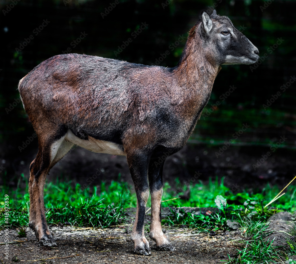 Moufflon female on the ground in the enclosure. Latin name - Ovis aries orientalis
Moufflon female on the ground in the enclosure. Latin name - Ovis aries orientalis