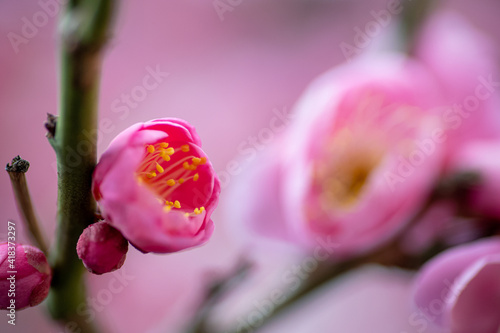 ピンクの梅の花の近影