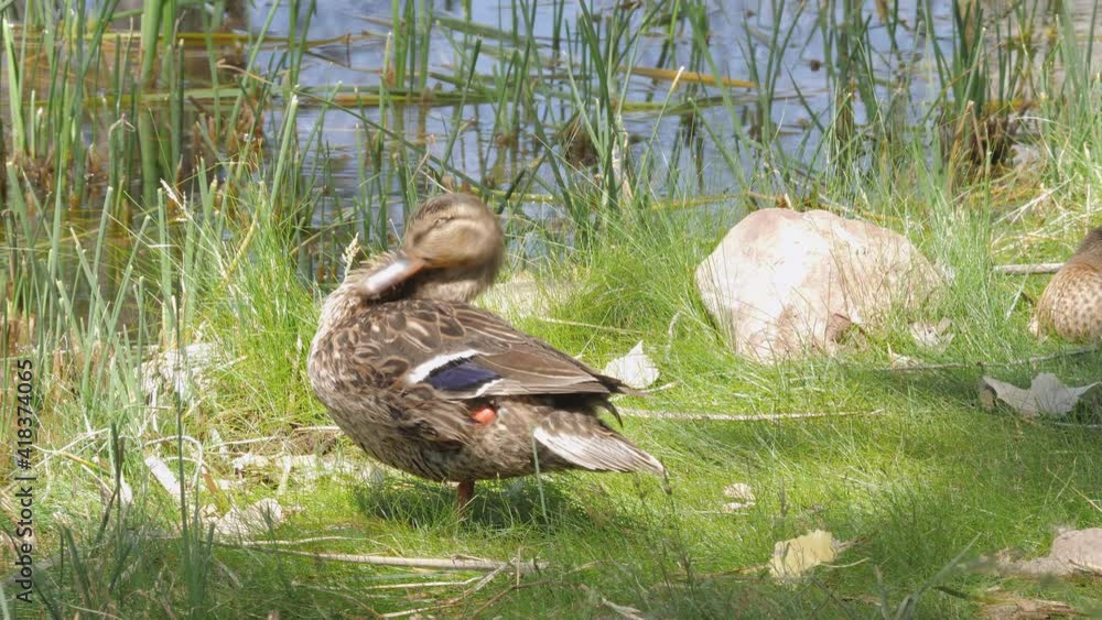 Mallard Preening itself on Shore of Lake in Arizona Mallard Preening itself on Shore of Lake in Arizona