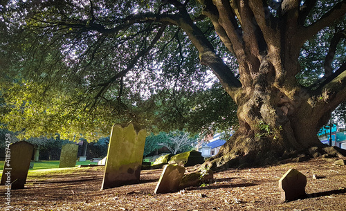 Fotografia Ancient yew tree in the churchyard of Great Malvern Priory