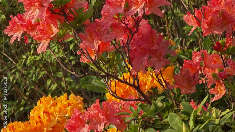 Azalea shrubs in flower in Spring in an English garden Azalea shrubs in flower in Spring in an English garden