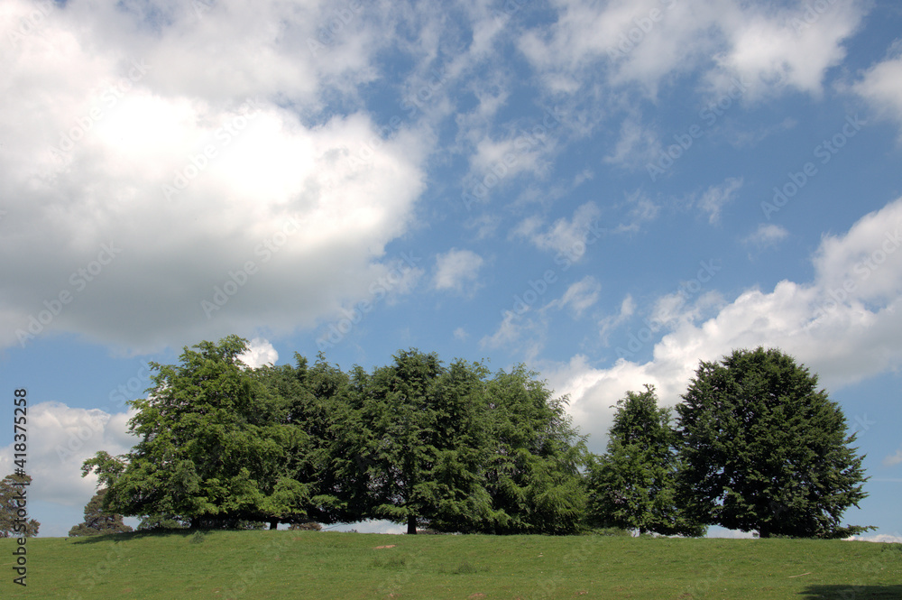 Summertime trees and land.