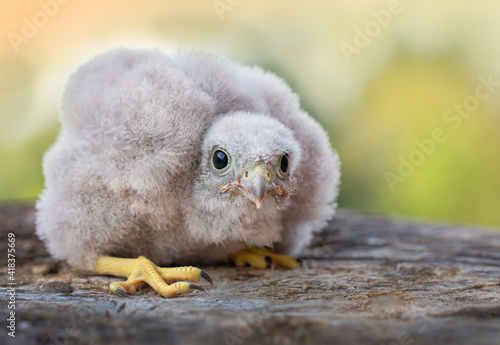 Bild auf Leinwand European kestrel chicken on a tree