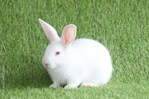Adorable fluffy white rabbit with red eyes on green grass background, portrait of cute bunny pet animal