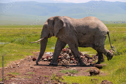 african elephant crossong the road on safari in Ngorongoro national park  Tanzania