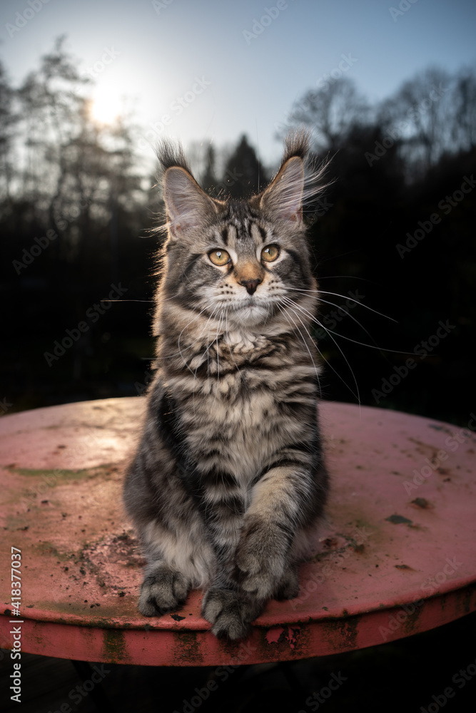 Fototapeta premium tabby maine coon cat sitting on rusty garden table on sunset with forest treeline in the background