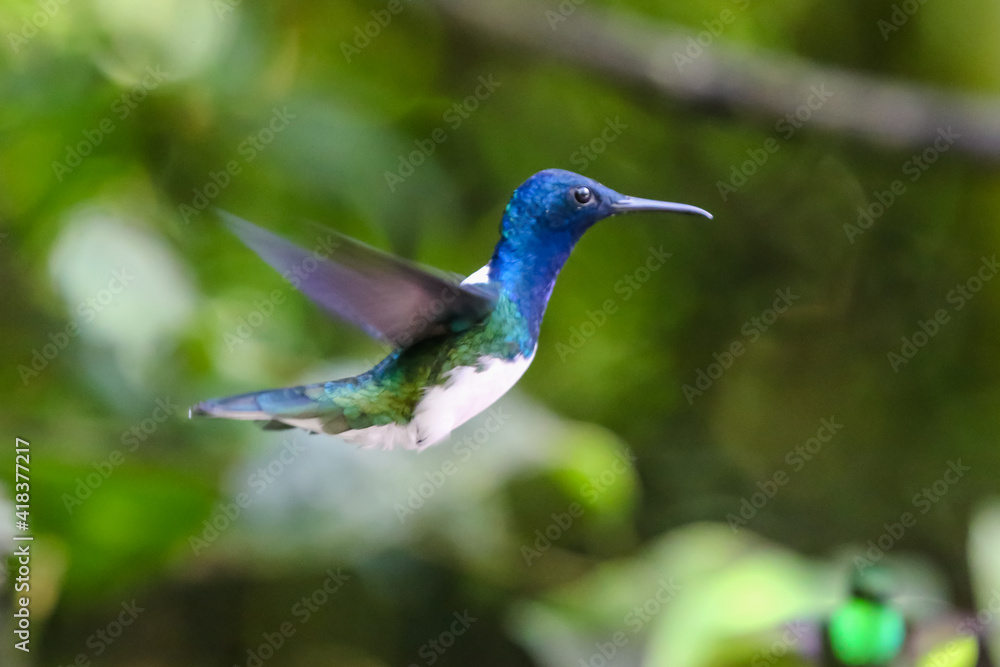 Obraz premium Hummingbirds in Ecuador's Cloud Forest