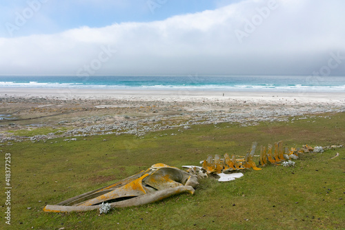 Whale skeleton on the beach. View from The Neck, Saunders Island, Falkland Islands.