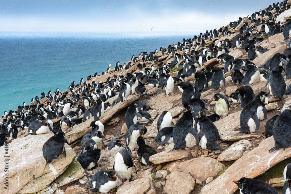 Obraz premium The Rockhopper penguin (Eudyptes chrysocome)