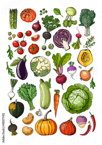 Vegetables and fruits food vector poster. Color sketch of products. Decor for kitchen and restaurant. Farm vegetables and herbs. Pumpkin, tomato, beet, cabbage