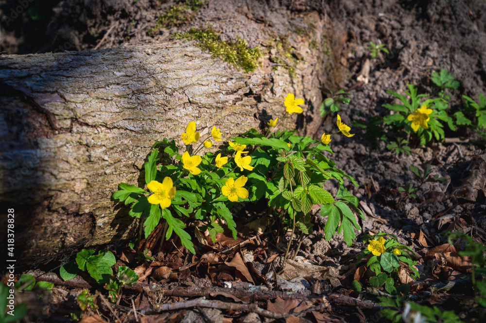 Yellow wood anemones growing out next to an old tree log in a sunlit forest Yellow wood anemones growing out next to an old tree log in a sunlit forest