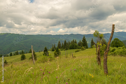 green grass and trees