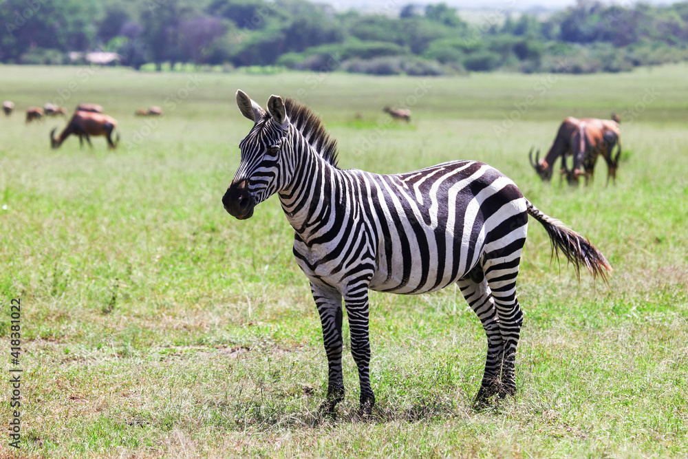 Naklejka premium Plains zebra