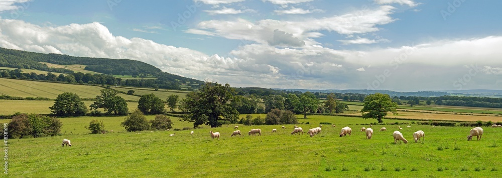 Sheep grazing in a summertime meadow in England.