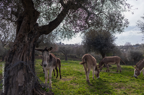 Fototapeta Naklejka Na Ścianę i Meble -  Donkeys and beautiful Olive Trees