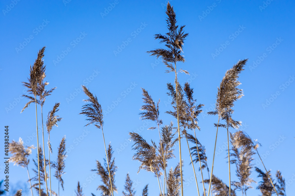 Reed plant on blue sky background. Close up view of reeds. Reed plant on blue sky background. Close up view of reeds.