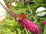 Schmetterling im Garten liebt süßen Nektar