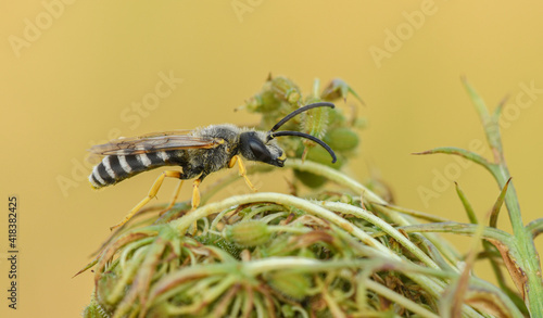 Gelbbindige Furchenbiene (Halictus scabiosae)