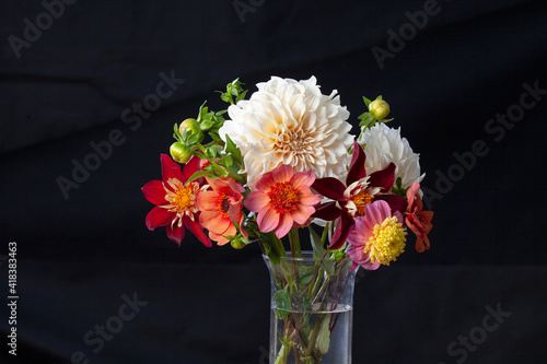 Assorted dahlia flowers against a black background