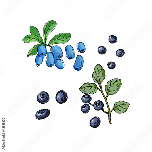 Blue berries. vector color sketch of food. Blueberries, huckleberry, honeysuckle