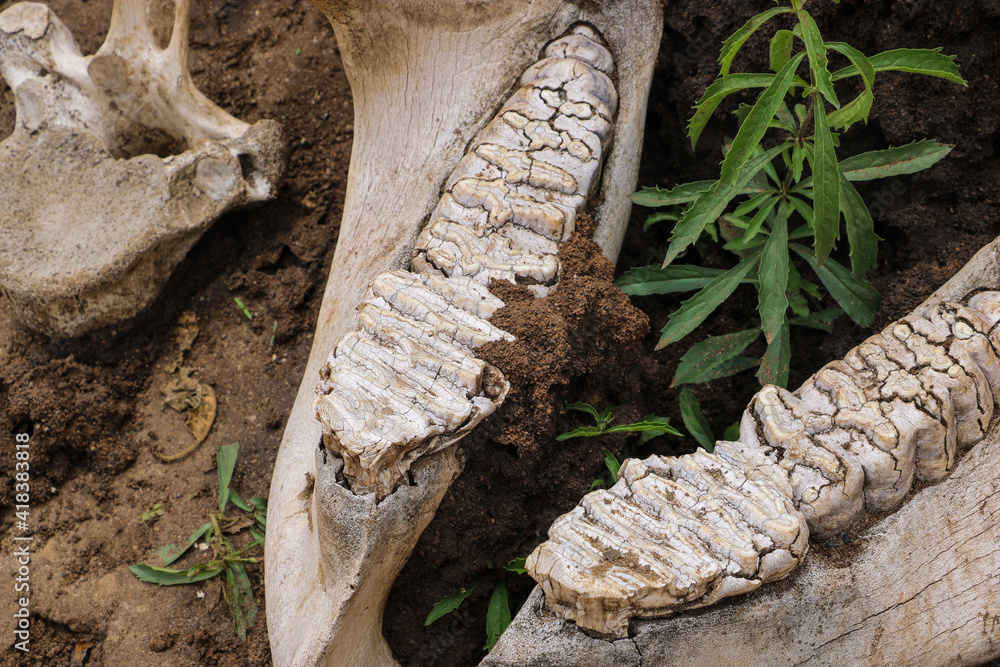 Φωτογραφία African elephant teeth