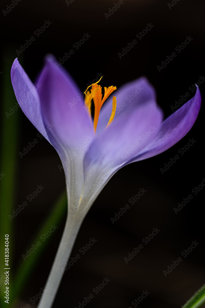 Fototapeta premium Purple crocus in the forest in February
