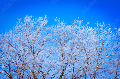Trees in hoarfrost against a bright blue sky.
