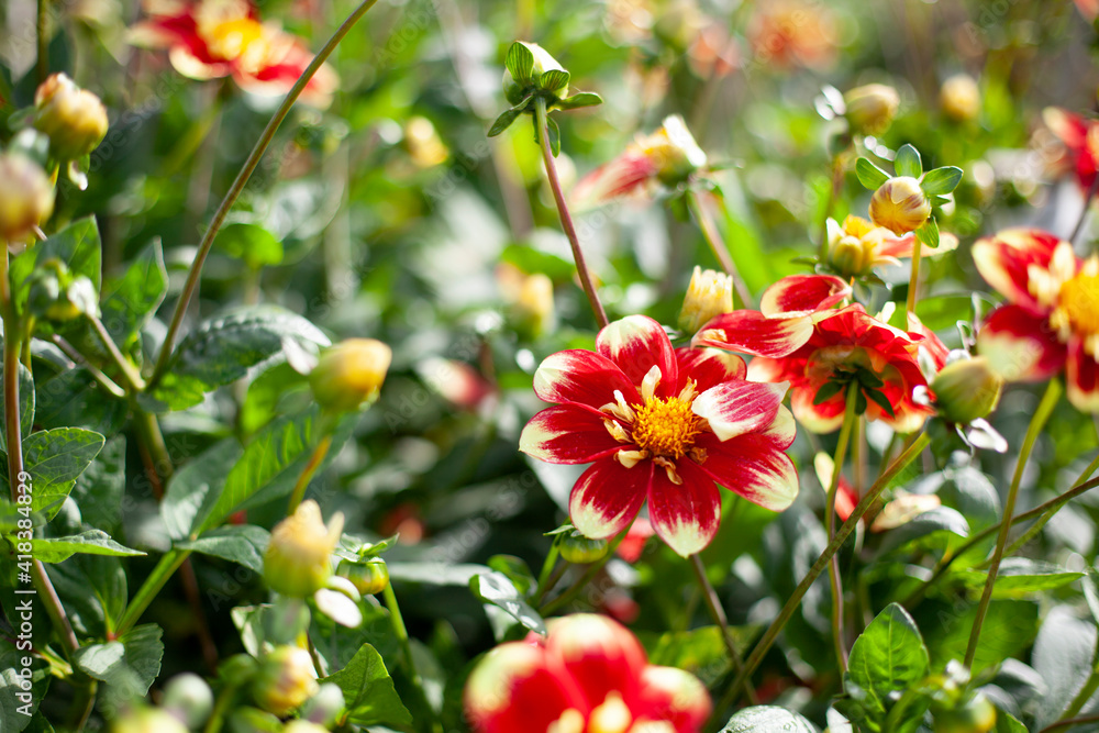 Assorted flowering dahlias at the National Dahlia Collection, Cornwall, UK Assorted flowering dahlias at the National Dahlia Collection, Cornwall, UK