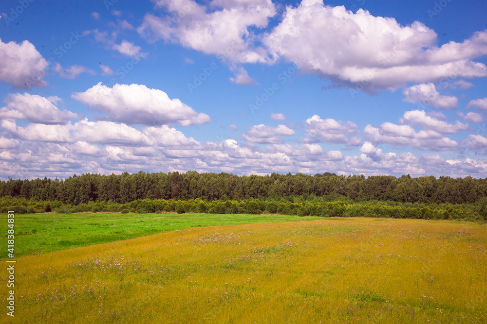 Fototapeta premium field with grass and sky with clouds