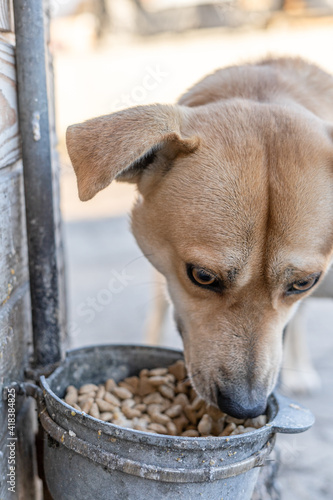 Vertical photo of a dog eating dry food