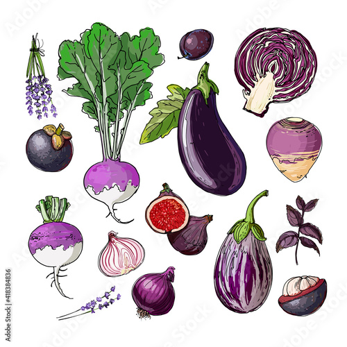 Purple. Vector food. Colored vegetables and fruits on a white background. Eggplant, cabbage, turnips, figs, onions, lavender, plum