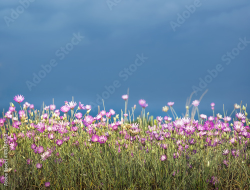 Steppe meadow under blue sky