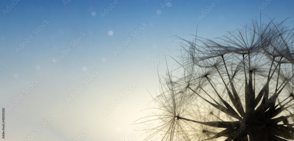 Macro Photography of a dandelion against the background of the starry sky.