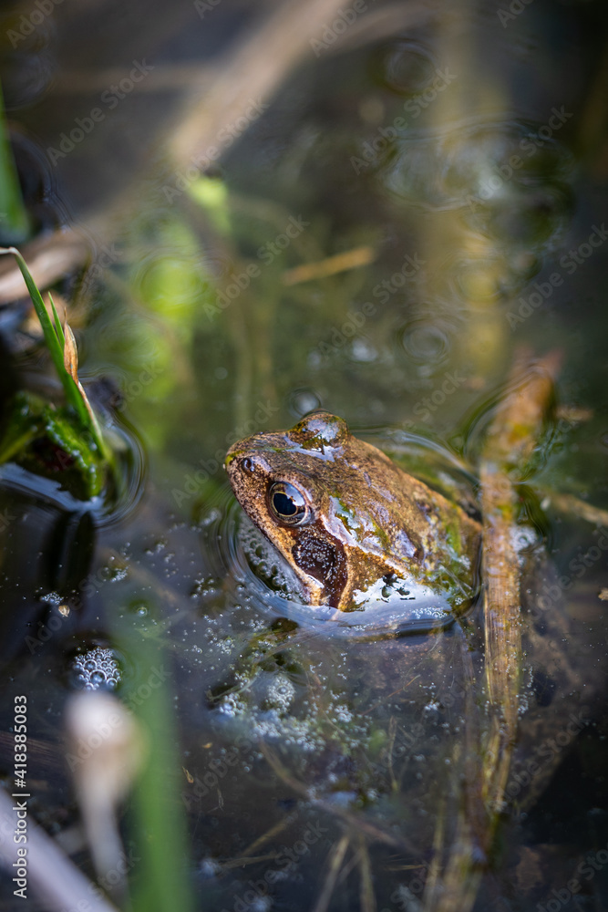 Frog sitting in a pond Frog sitting in a pond