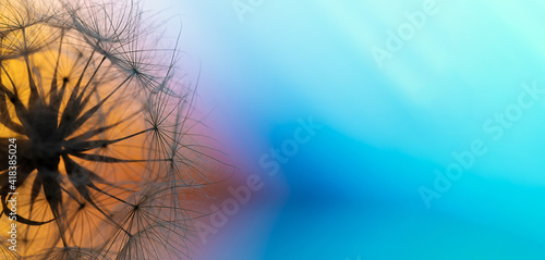 Macro Photography of a dandelion on multicolored background. Relax and Meditation.