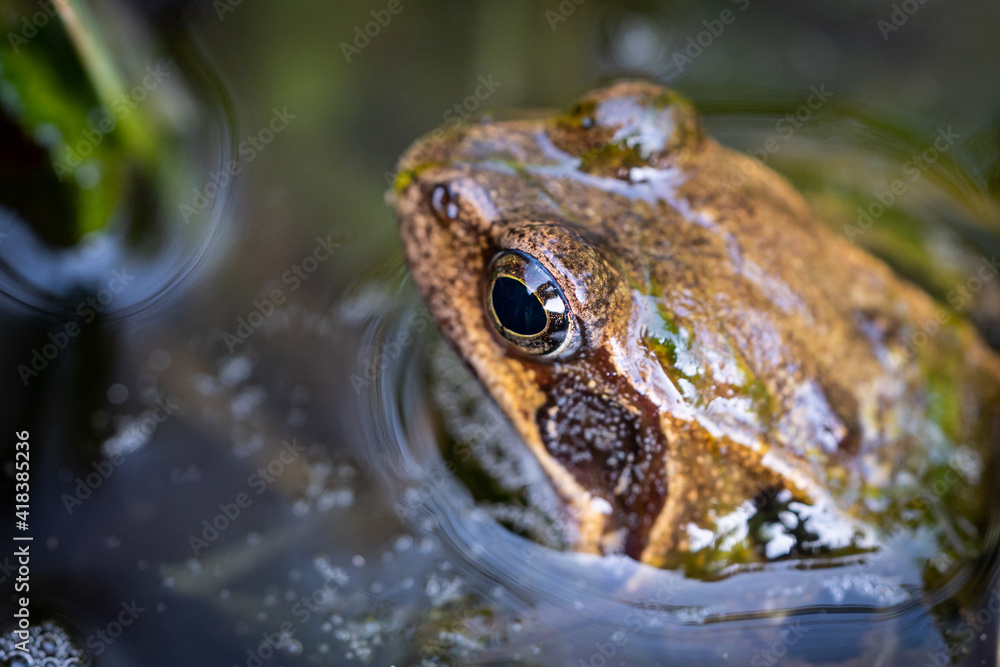 Fototapeta premium Frog sitting in a pond