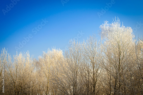 Treetops in white snow and blue sky.